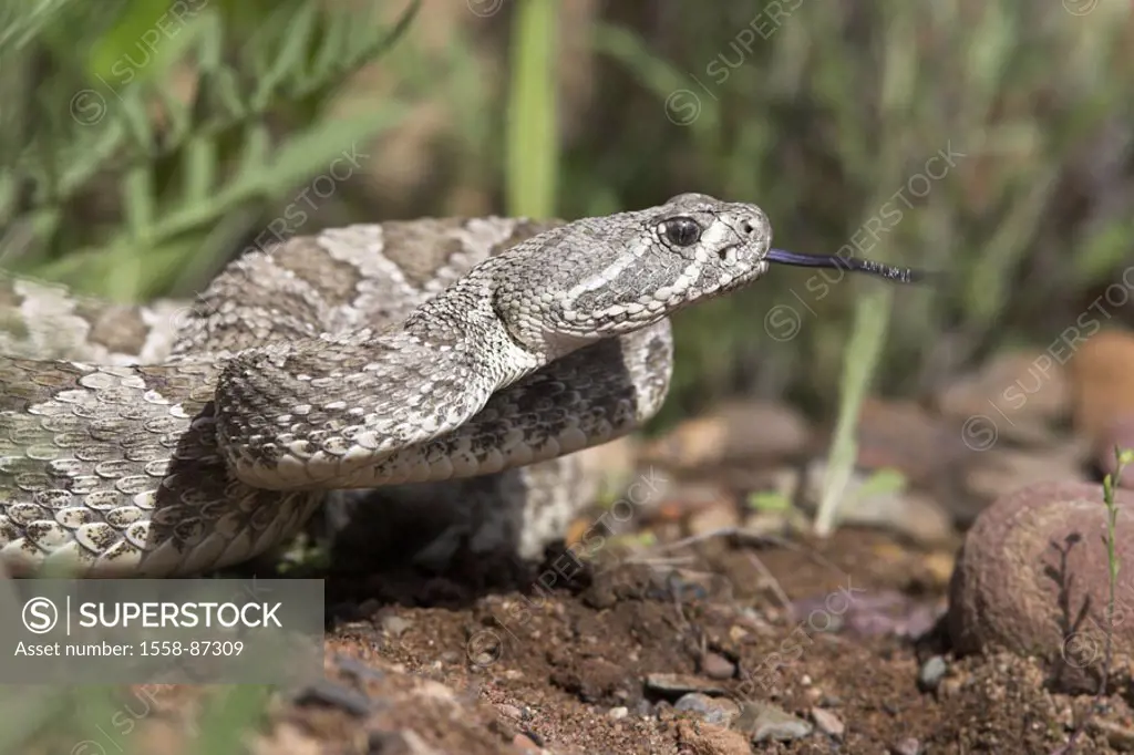 Prairie rattlesnake, Crotalus viridis,  Profile,   Nature, fauna, animal, reptile, scale reptile, snake, pit otters, poisonous snake, rattlesnake, ton...