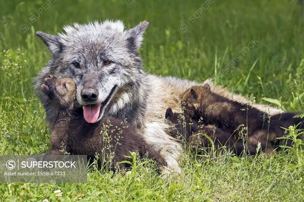 Meadow, Timberwölfe, Canis lupus,  Dam, puppies, suckles,   Animals, mammals, wild animals, carnivores, wolves, young, offspring, Wölfin, lie,