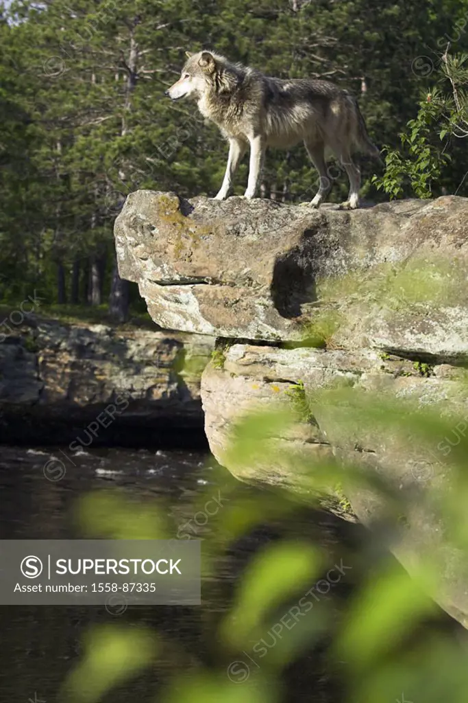 Ledge, Timberwolf, Canis  lupus, stand, on the side,   Animal, mammal, wild animal, carnivore, wolf, outlook, observation, whole bodies,
