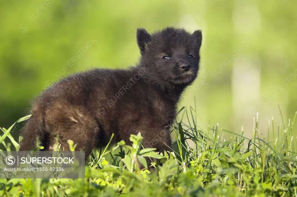 Meadow, Timberwolf, Canis lupus, puppy,    Nature, Wildlife, animal, mammal, wild animal, carnivore, wolf, young, whole bodies, outside, grass,