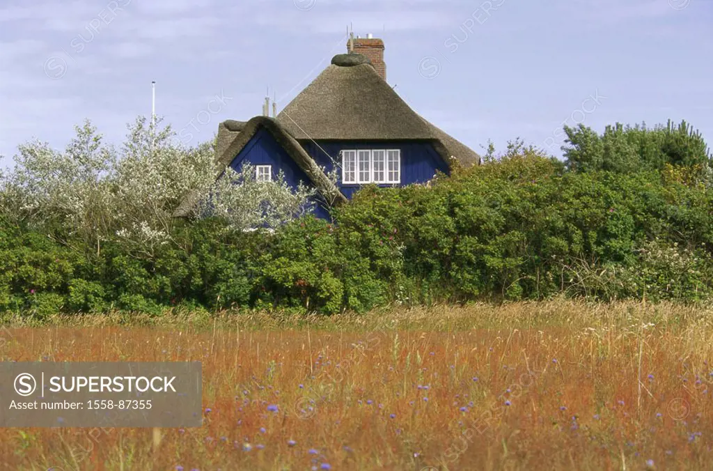 Germany, Schleswig-Holstein, island,  Sylt, Wenningstedt, meadow, hedges, gaze,  Residence, Reetdach, summer,  Northern Germany, North Frisian islands...