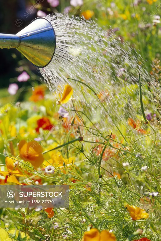 Garden, watering can, detail, flowers,  Gold poppy, pours, summer,  Leisure time, hobby, gardening, garden care, bed, flower bed, plants, flower garde...