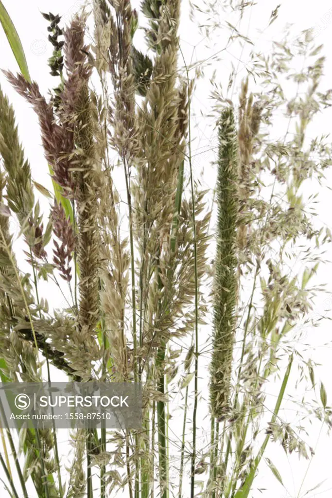 Grasses, different, detail,    Meadow grasses, grass, grass stalks, blooms, blooms, plants, variety, difference, nature, growth,  quietly life, fact r...