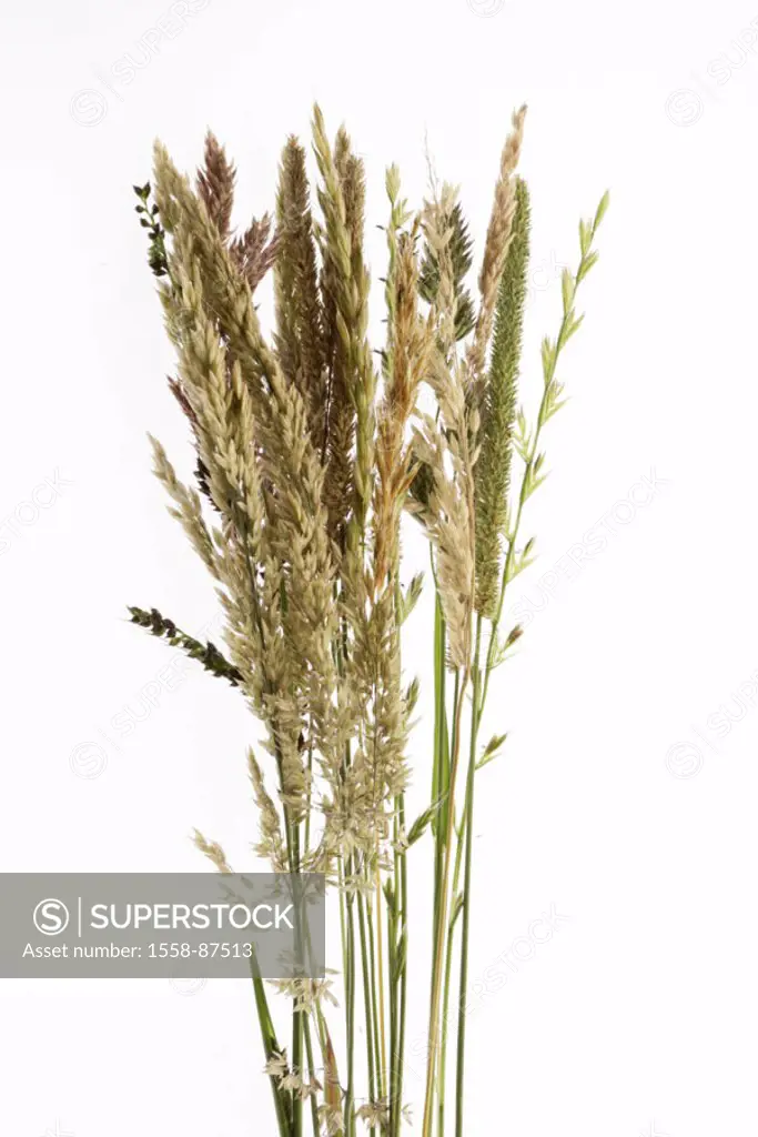 Grasses, different, detail,    Meadow grasses, grass, grass stalks, blooms, blooms, plants, variety, difference, nature, growth,  quietly life, fact r...