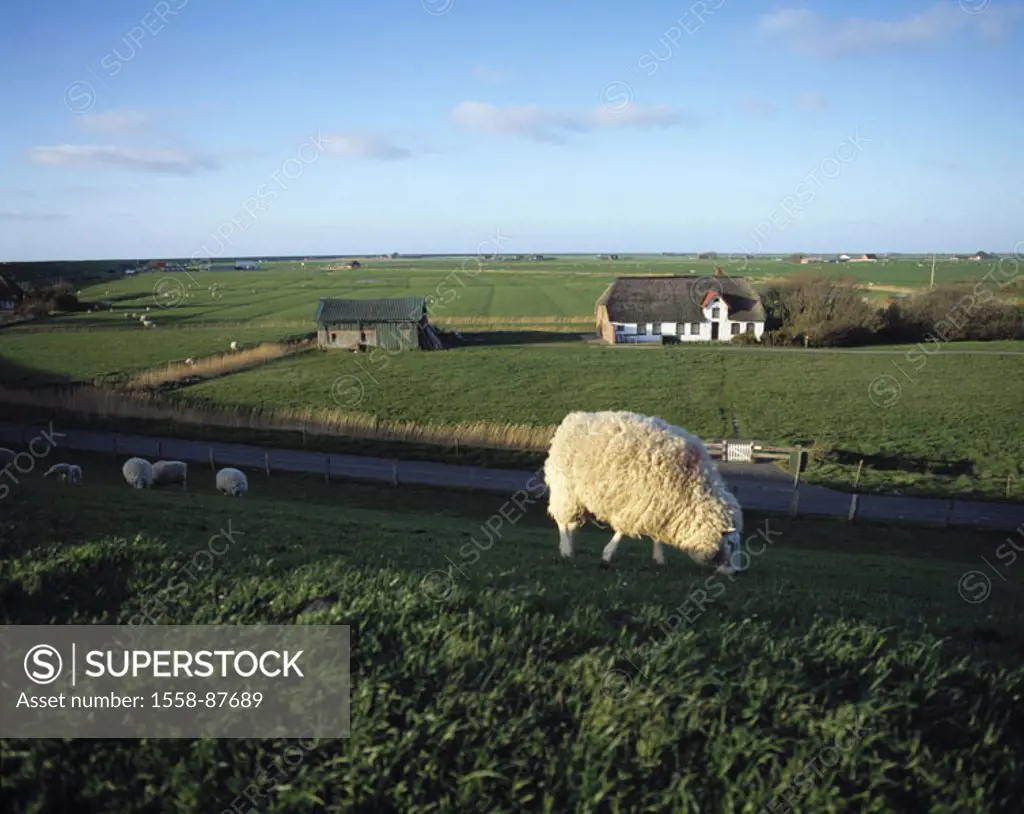 Germany, Schleswig-Holstein,  Peninsula Eiderstedt, farm,  Meadows, sheep, landscape, Europe, march country, march landscape, farmsteads, farmhouses, ...