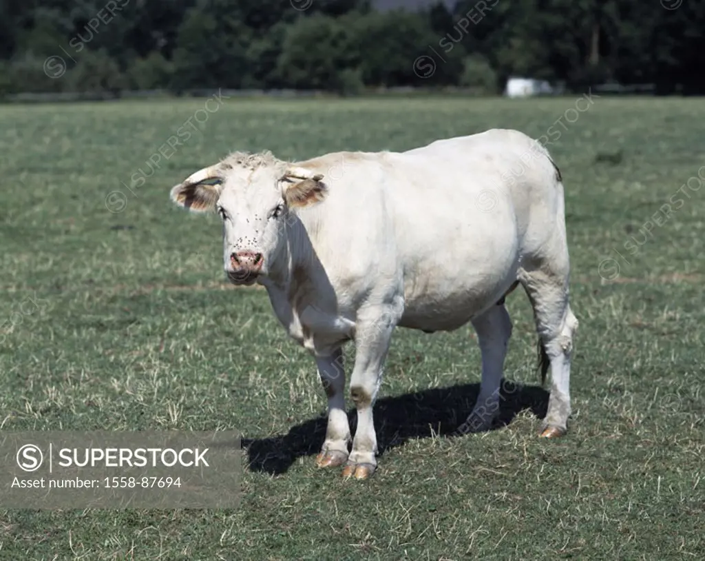 Pasture, cow, white,     Germany, North Rhine-Westphalia, agriculture, livestock farming, animal husbandry, cattle-breeding, cattle breeding, animal h...