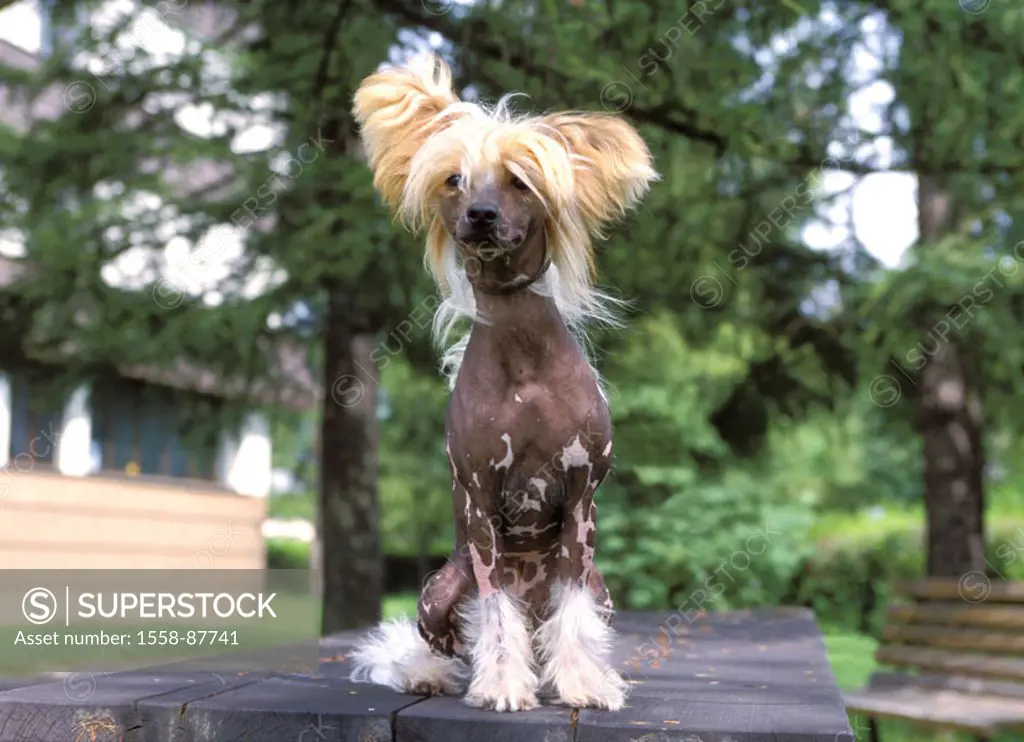 Garden, wood table, Chinese Mop of hair dog, vigilance,   Animal, mammal, dog, house dog, pet, Rassehund,  Breed, attention, outside, Chinese Crested ...