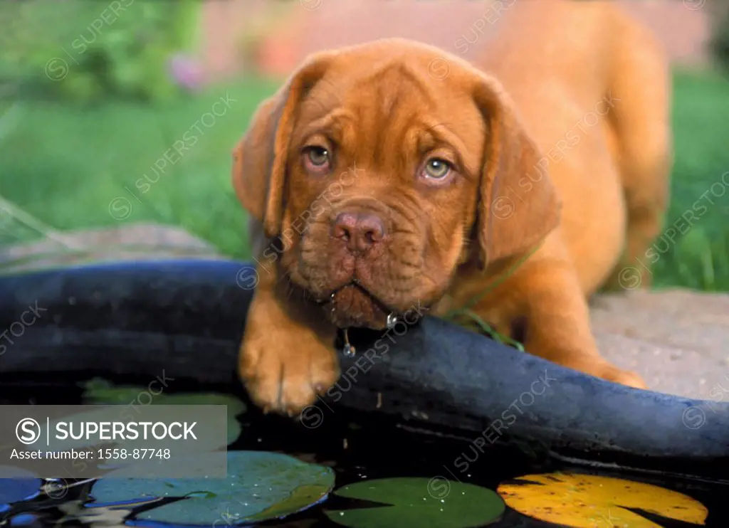 Garden pond, Bordeaux mastiff, puppy,  Waters, portrait, drink,   Pond, waterlily pond, animal, mammal, dog, pet, house dog, breed, race dog, accompan...