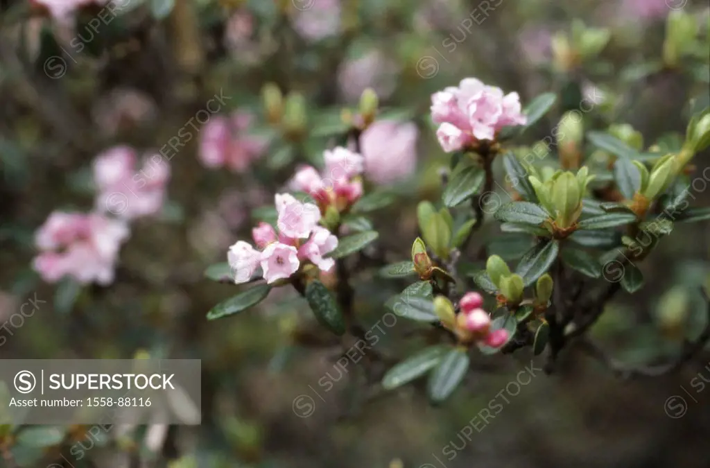 Rhododendron, detail, blooms, buds,    Nature, botany, vegetation, plant, shrub, heather plants, abandoned, blooms, pink, fuzziness,