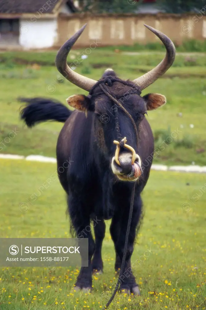 Meadow, yak, Nasenring,  Rope,   Animal, mammal, cow, house cow, Yak, usefulness animal, horns, nose, tongue, nose holes, whole bodies, licks,