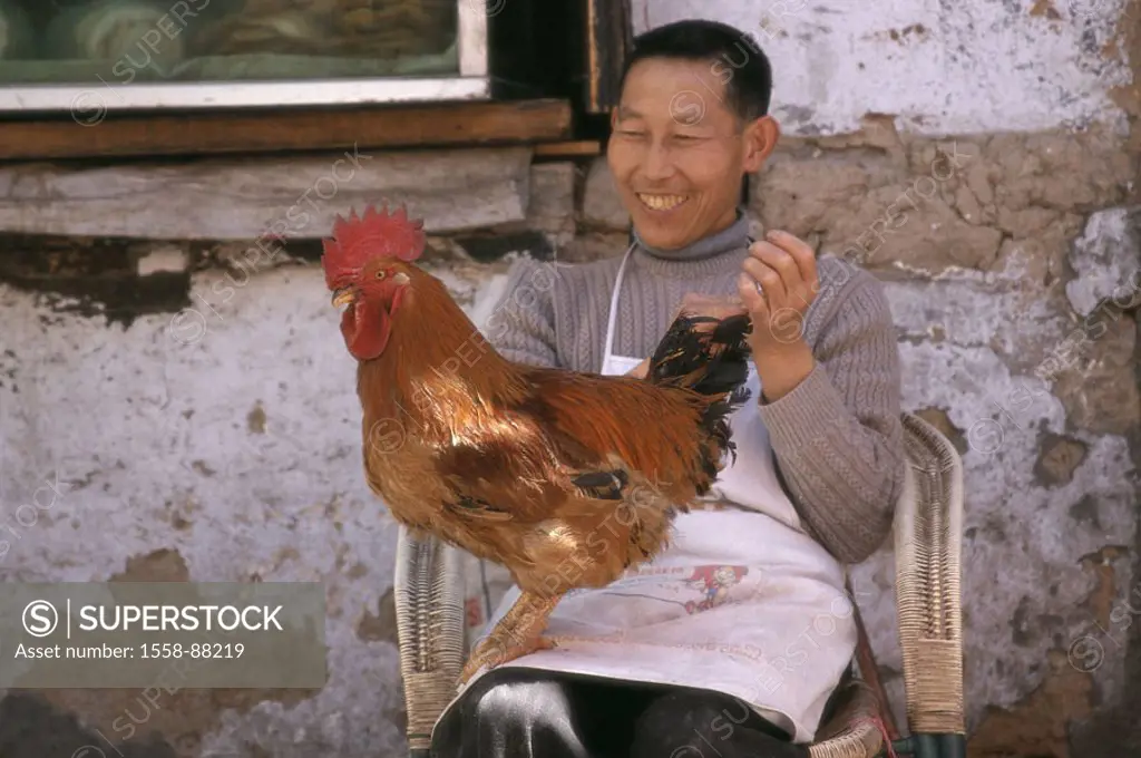 China, province Sichuan, Dege, chair, Man, sitting, cock, , Asia, Eastern Asia, Asiate, cheerfully, smiling, apron, pause, fun, resting pet, house coc...