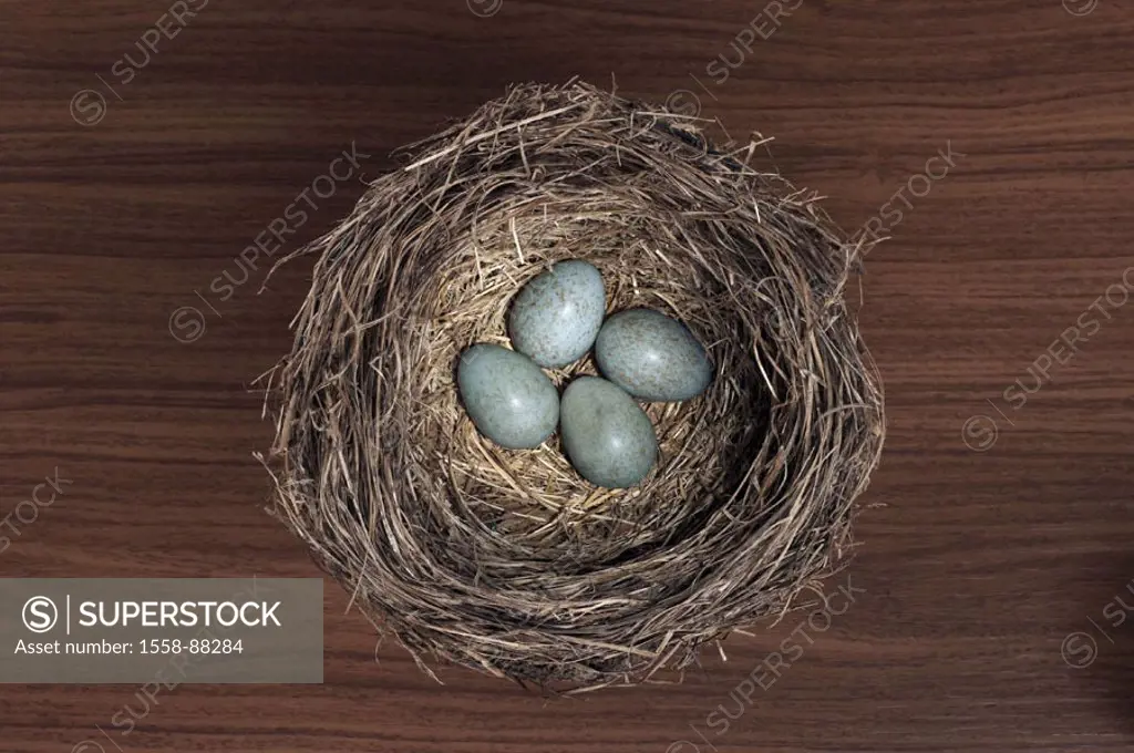 Bird nest, bird eggs, from above,    Nistplatz, nest construction, nest, hotbed, nests, eggs, four, Symbol, origin, beginning, creation, lives, beginn...