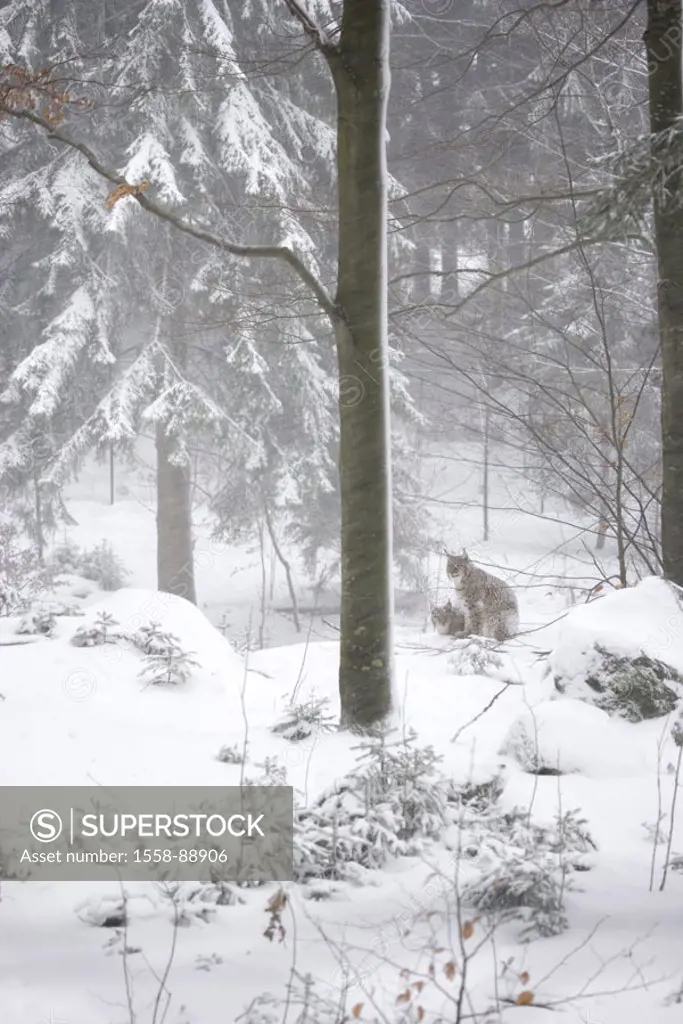 Germany, national park Bavarian Forest, Eurasian lynx, Lynx lynx, Flurries, winters, Europe, animals, carnivores, big cat, Felidae, lynxes, two, ordin...