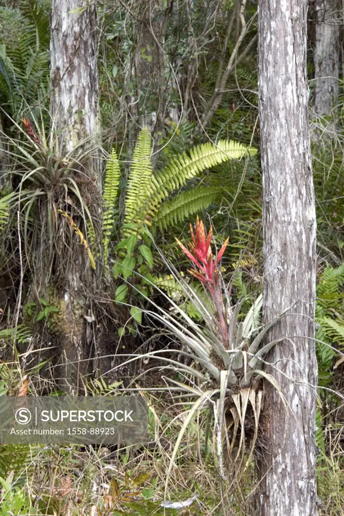 Supfgebiet, vegetation, trees,  Fern, Tillandsien,   USA, Florida, southwest Florida, Audubon Corkscrew Swamp Sanctuary, reservation, nature reserve, ...