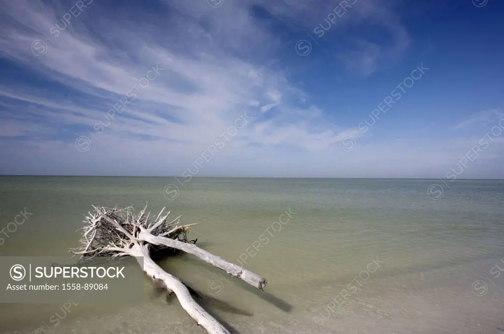 Beach, driftwood, tree-trunks, sea,   USA, Florida, coast, fort De Soto park Beach shores trees trunks uproots, warehed ashore, weather, waters, widen...