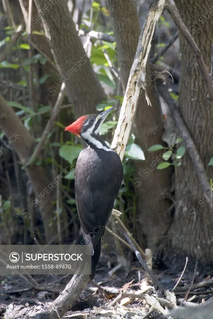 Tree, helmet woodpecker, Dryocopus pileatus, Food search, bark shells,  USA, Florida, Audubon Corkscrew Swamp Sanctuary, animals, wildlife, wild anima...