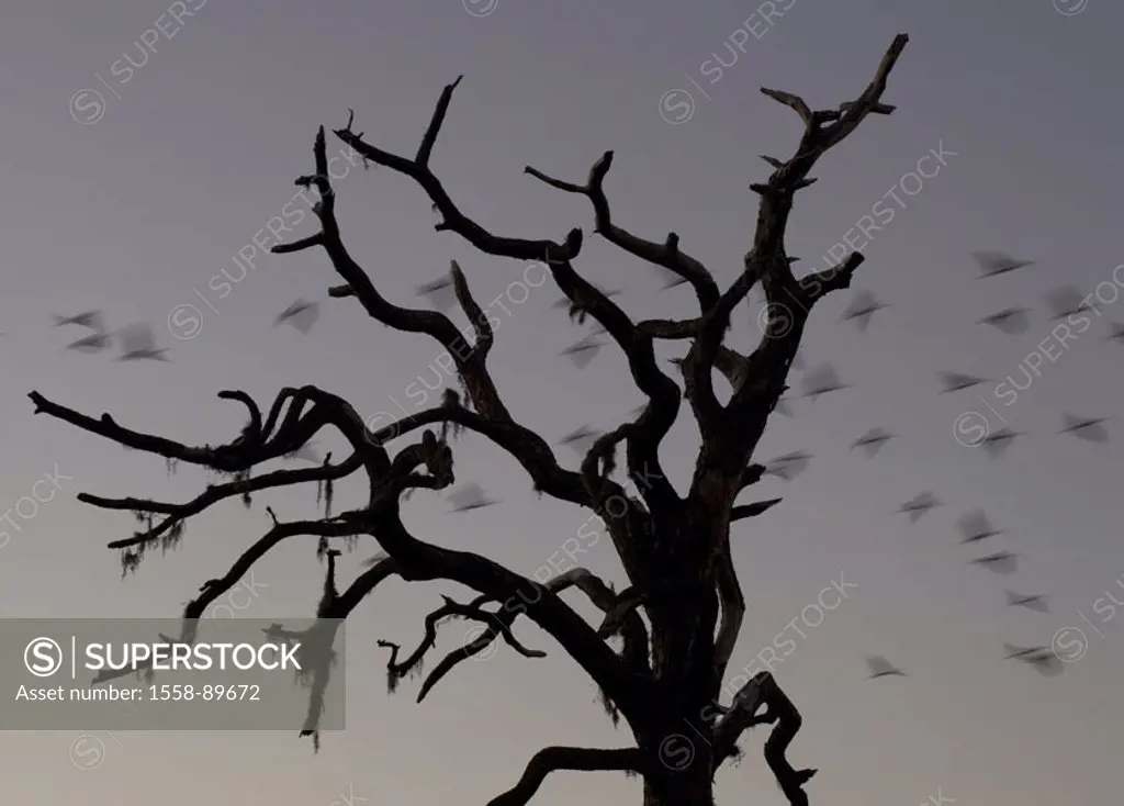 Tree, Bart lichens, silhouette,  Bird swarm, flight, twilight, Kinetic blurring, USA, Florida, animals, birds, migratory birds, swarm, movement, flie,...