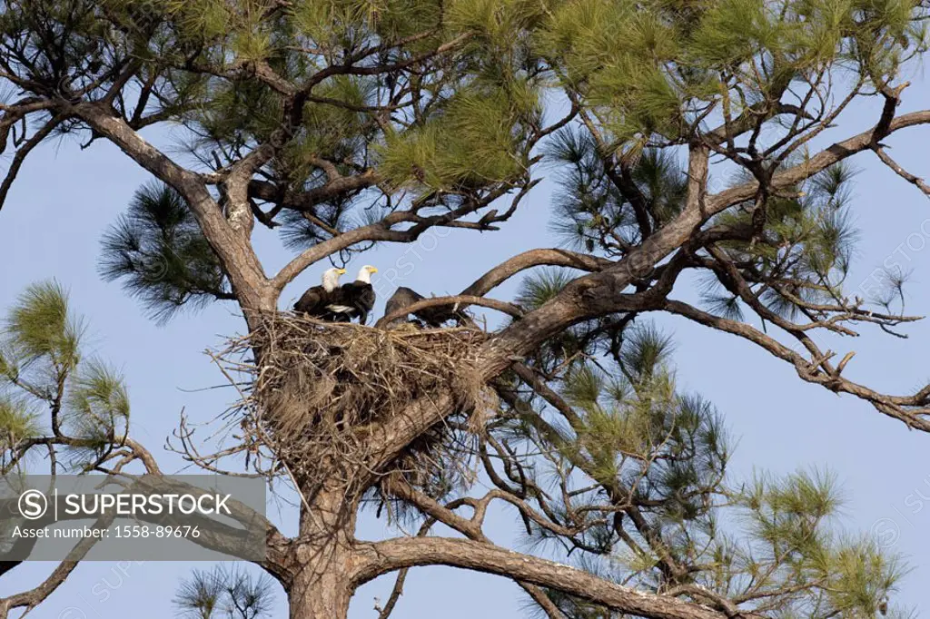 Tree, nest, white head marine eagles,  Haliaeetus leucocephalus,  USA, Florida, Cape Coral, jaw, Nistplatz, hatchery, eyrie, eyrie, animals, wildlife,...