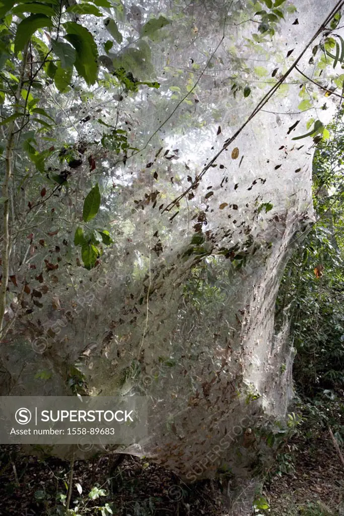 Moist area, vegetation,  Caterpillar web,  South America, Brazil, Pantanal, animals, wildlife, insects, butterfly larvae, butterfly caterpillars, cate...