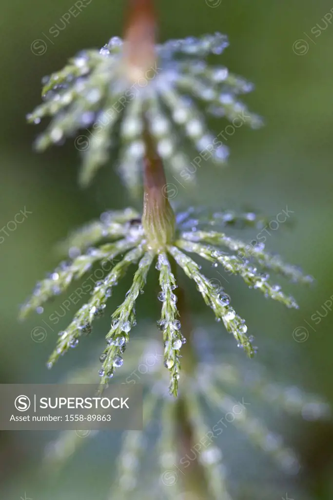 Forest horsetail, Equisetum,  sylvaticum, close-up, water drops,   Germany, vegetation, plants, horsetail, horsetail plants, detail, dewdrops, dew, mo...