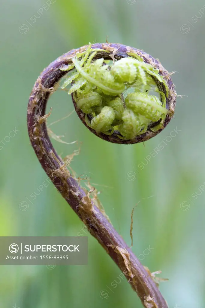 Lady fern, Athyrium filix-femina,  Detail, fronds, rolled up,  Germany, vegetation, plants, ferns, fern plant, lady´s hair, leaf, dusters, young, roll...