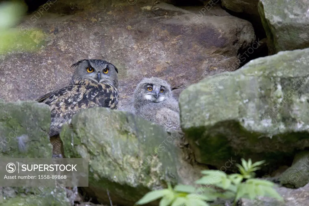 Rocks, eagle-owls, bubo bubo, Altvogel, Squab,   Germany, national park Bavarian forest animals wildlife wild animals birds, owl birds, owls, big owls...