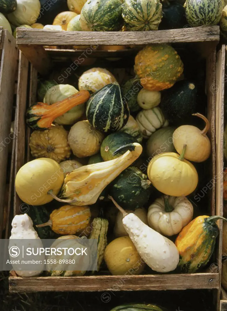 Wood crates, ornament winter squashes, from above,  truncated,   Cucurbita, berry fruits, winter squashes, look, color, forms, differently, harvested,...