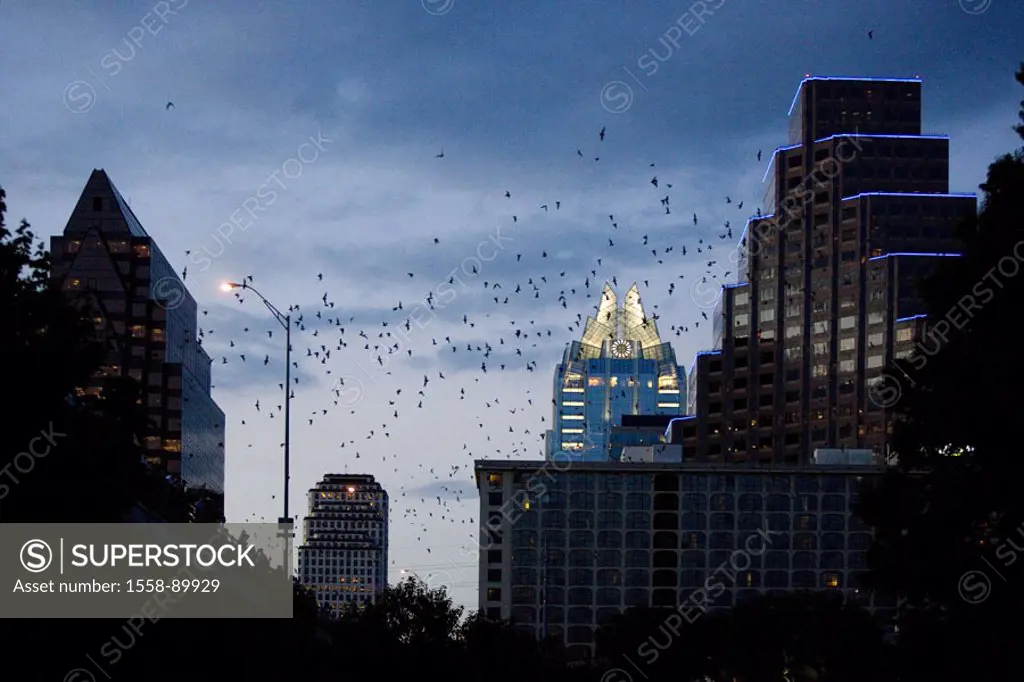 USA, Texas, Austin, view at the city, Bats, swarm, fly out, Twilight, City, skyscrapers, animals, Fledertiere, Brazilian Bulldoggfledermaus, Tadaida b...