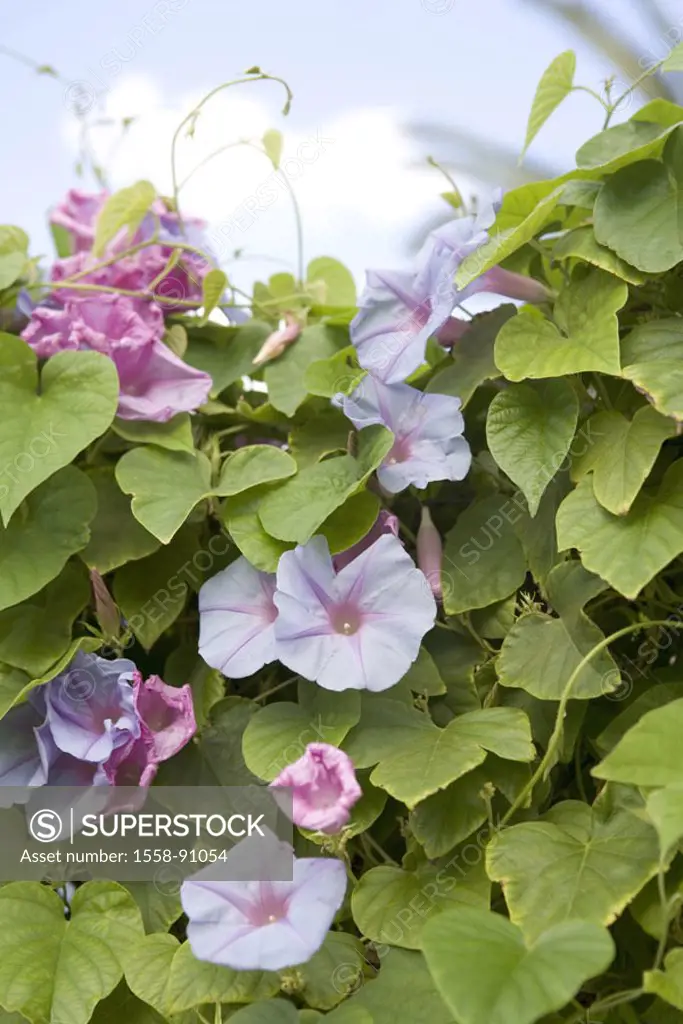 Splendor winch, Ipomoea indica, detail,  abandoned, blooms, pink,   Plant, climbing plant, creeper, ornamental plant, winch plant, winch, blooms, prim...
