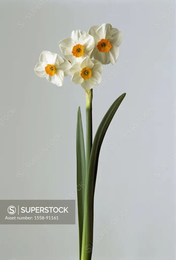 White daffodil, Narcissus poeticus,  Stem, blooms, background white,   Botany, plant, flower, stalk, abandoned, bloom, know-yellow, is in store poet d...