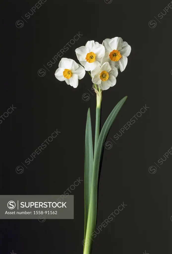 White daffodil, Narcissus poeticus,  Stems, blooms, background black,   Botany, plant, flower, stalk, abandoned, bloom, know-yellow, is in store poet ...
