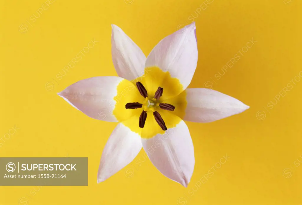 Tulip bloom, Cretan tulip,  Tulipa saxatilis, background yellow,   Botany, plant, flower, bloom, tulip, wild tulip, petals, white, yellow, pink, delic...