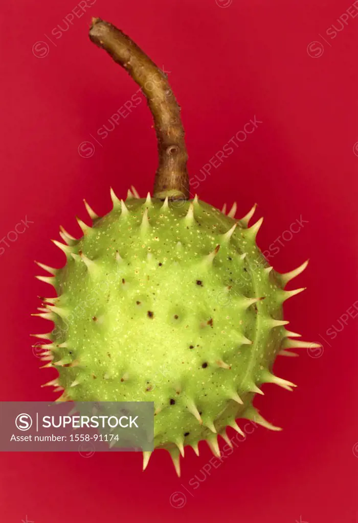 Chestnut, Castanea, fruit, cover,  Thorns, green, quietly life,   Studio, plant, nature, botany, biology, fruit stand, Nussfrucht, capsule, fruit peel...