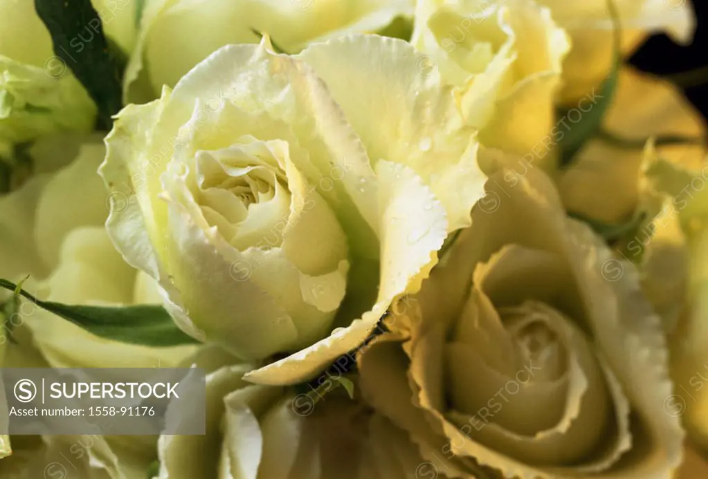 Flower bouquet, roses, white, yellow,  Blooms, close-up, quietly life,   Flowers, plants, nature, botany, Floristik, bouquet, Gesteck, skeins, flower ...