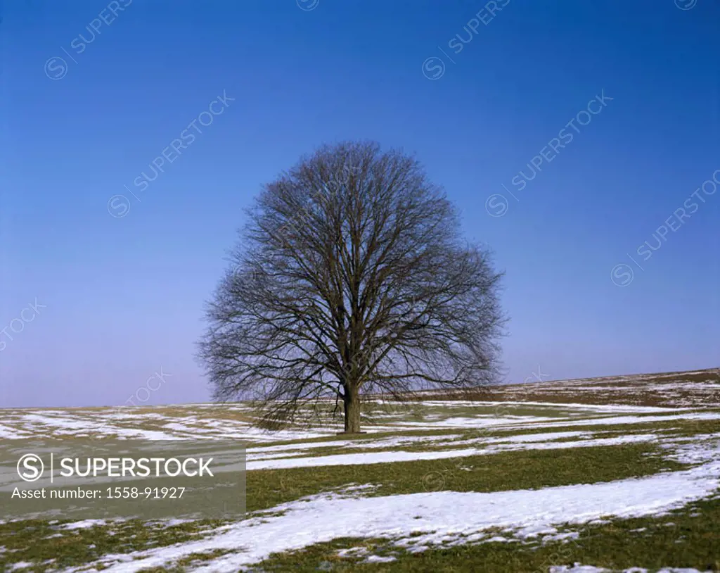 Tree, elm, bald, meadows, fields,  Snow remains,   Series, nature, season, winters, February, deciduous tree, solitaire tree, individual, detached, ch...
