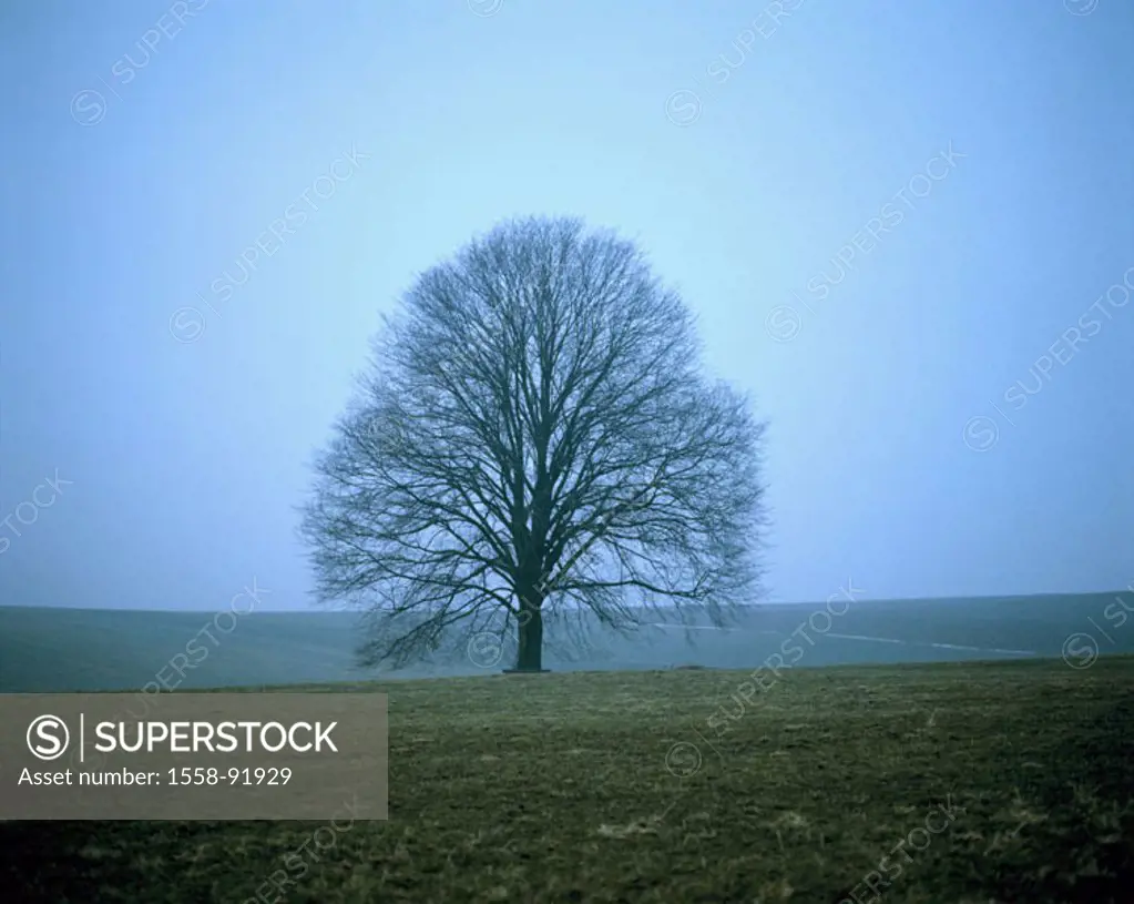 Tree, elm, bald, meadows, fields,  Fogs,   Series, nature, season, winters, March, deciduous tree, solitaire tree, individual, detached, changes, chan...