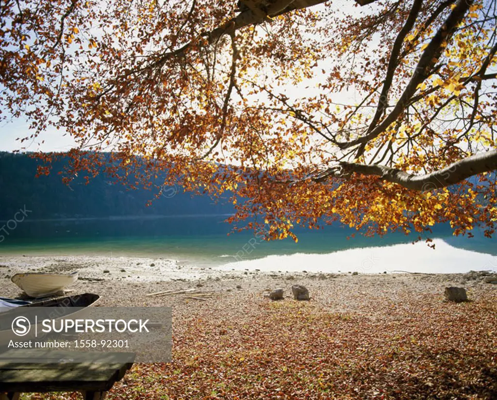 Shores, boats, tree, detail,  Idylls, autumn,   Germany, Upper Bavaria, Walchensee, sea, shores, rowboats, sunshine, silence, isolation, silence, mood...