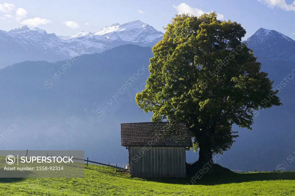 Switzerland, Bernese Oberland, Beatenberg, Meadow, wood cottage, deciduous tree, autumn,   highland, mountains, mountains, mountain meadow, tree, hut,...
