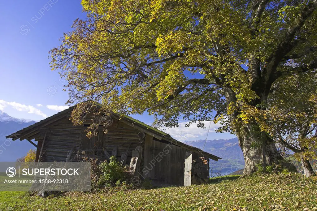Switzerland, Bernese Oberland, Bergwiese, Cottage, deciduous tree, autumn,   highland, mountains, mountains, meadow, wood cottage, hut, tree, fall fol...