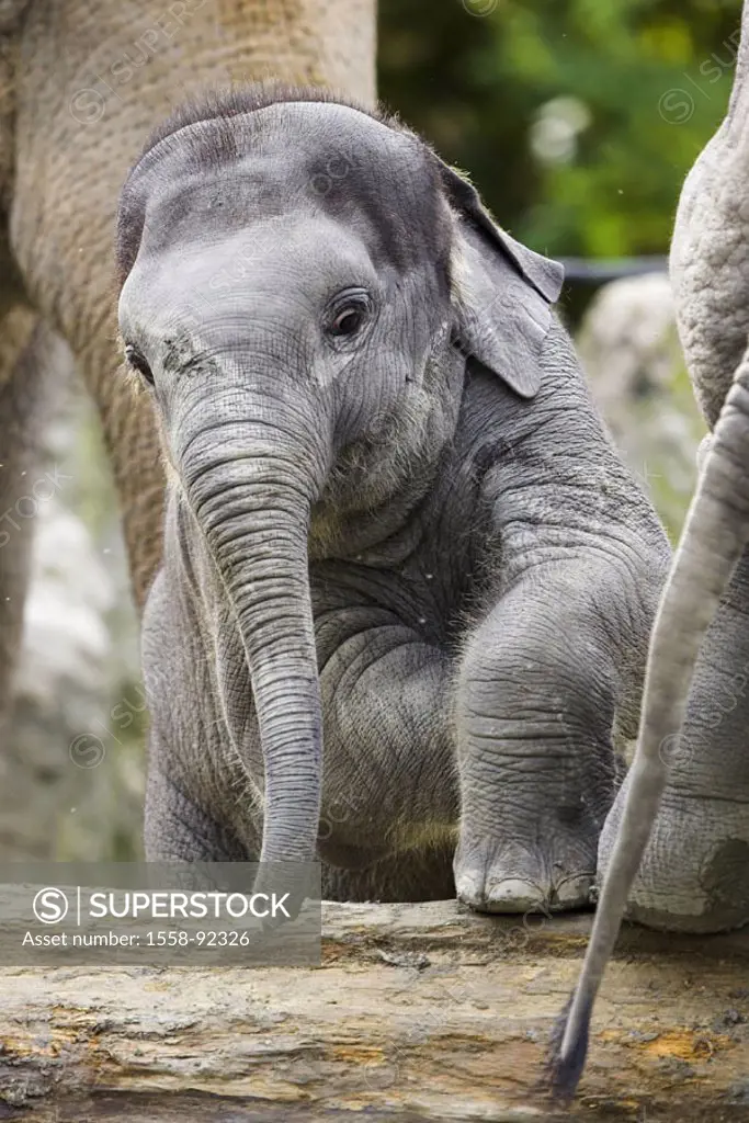 Asian elephant, Elephas Maxi mash, Young, log, climbs,   Series, zoo, animals, mammals, pachyderms, proboscideans, wild animals, country mammals, elep...