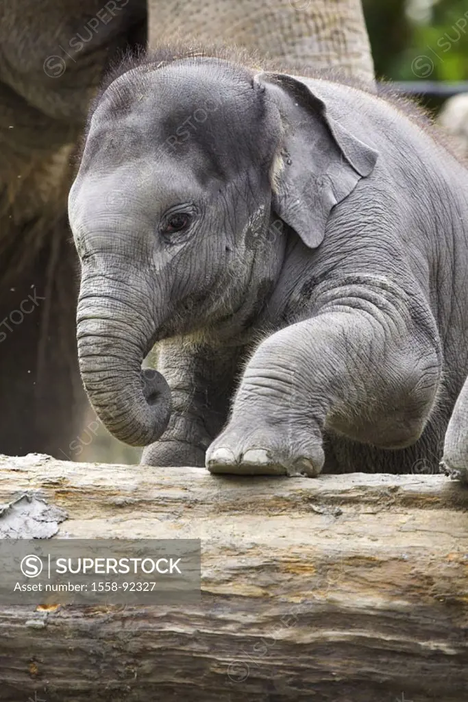 Asian elephant, Elephas Maxi mash, Young, log, climbs,   Series, zoo, animals, mammals, pachyderms, proboscideans, wild animals, country mammals, elep...