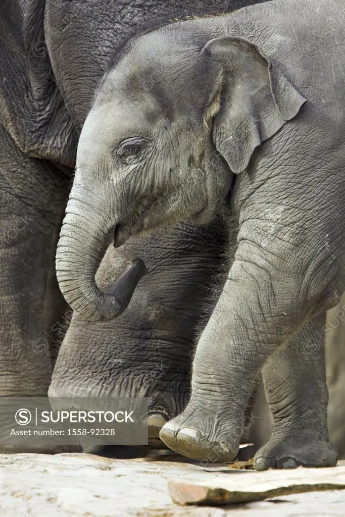 Asian elephants, Elephas Maxi mash, Young, detail,   Series, zoo, animals, mammals, pachyderms, proboscideans, wild animals, country mammals, elephant...