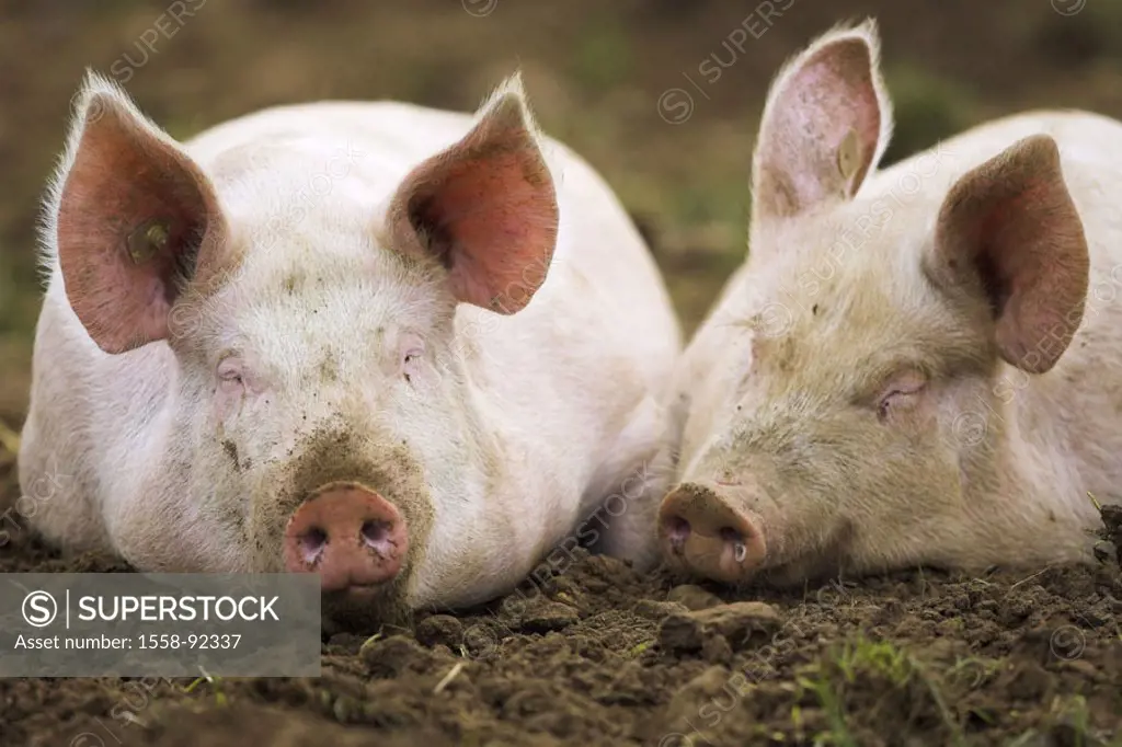 Hogs, two, wallow, lie, detail,    Series, animals, mammals, farm animals, pets, Sus scrofa domesticus, pigs, , animal husbandry appropriate to the sp...