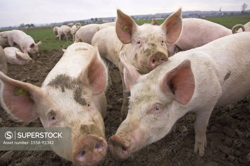 Hogs, loose, wallow,  rolls,   Series, animals, mammals, farm animals, pets, Sus scrofa domesticus, pigs, , animal husbandry appropriate to the specie...