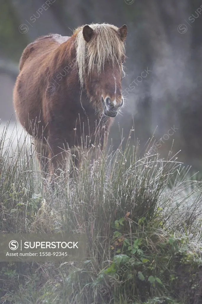 Paddock, grasses, Iceland horse, cattle, Fogs,   Series, paddock, pasture, meadow, animal, mammal, horse, race horse, horse race, Icelander, Reitpferd...