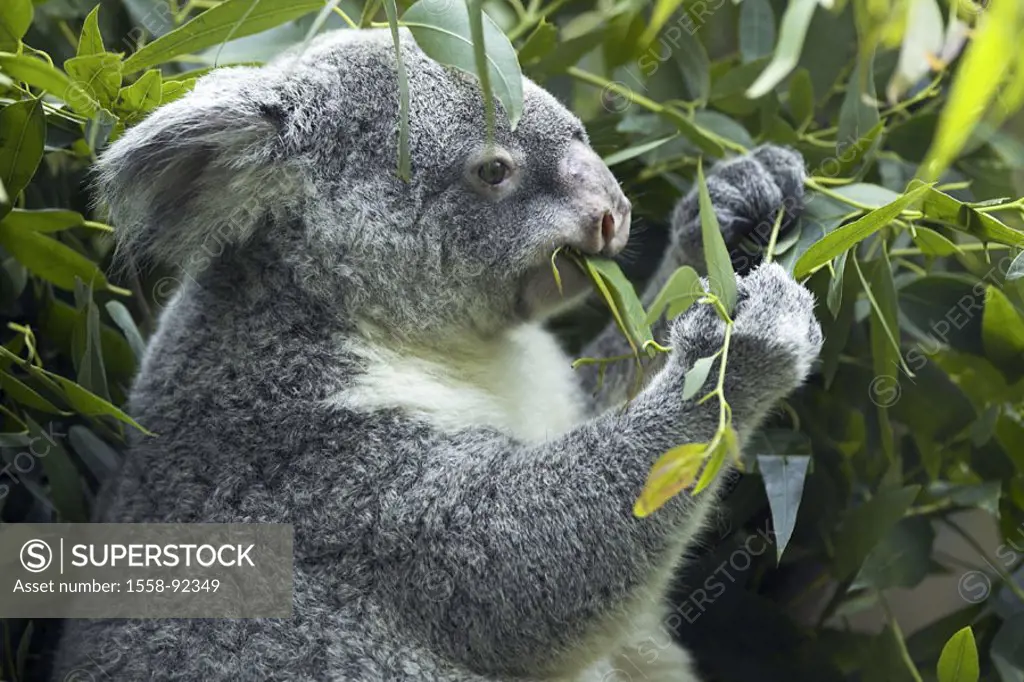 Zoo, koala, Phascolarctos cinereus,  eat, detail,   Series, , animal, mammal, wild animal, marsupial, Kletterbeutler, koala, koala bear, leaf, eucalyp...
