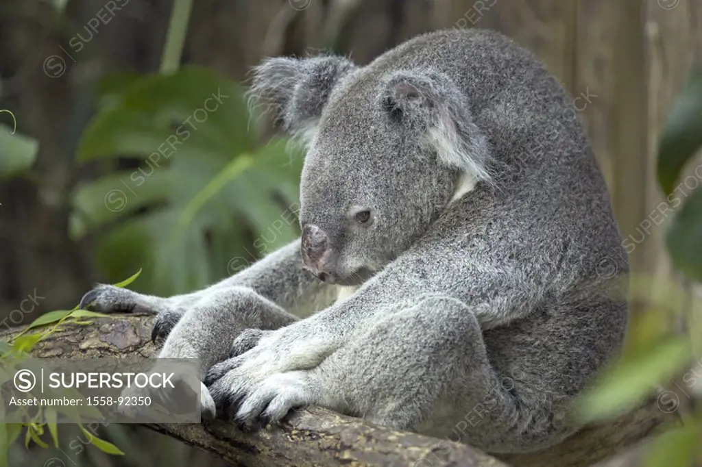 Zoo, koala, Phascolarctos cinereus,  sitting, resting,   Series, , animal, mammal, wild animal, marsupial, Kletterbeutler, koala, koala bear, rest, re...
