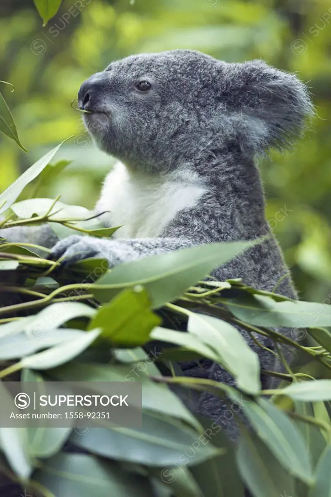 Zoo, koala, Phascolarctos cinereus,  eat, detail,   Series, , animal, mammal, wild animal, marsupial, Kletterbeutler, koala, koala bear, leaf, eucalyp...