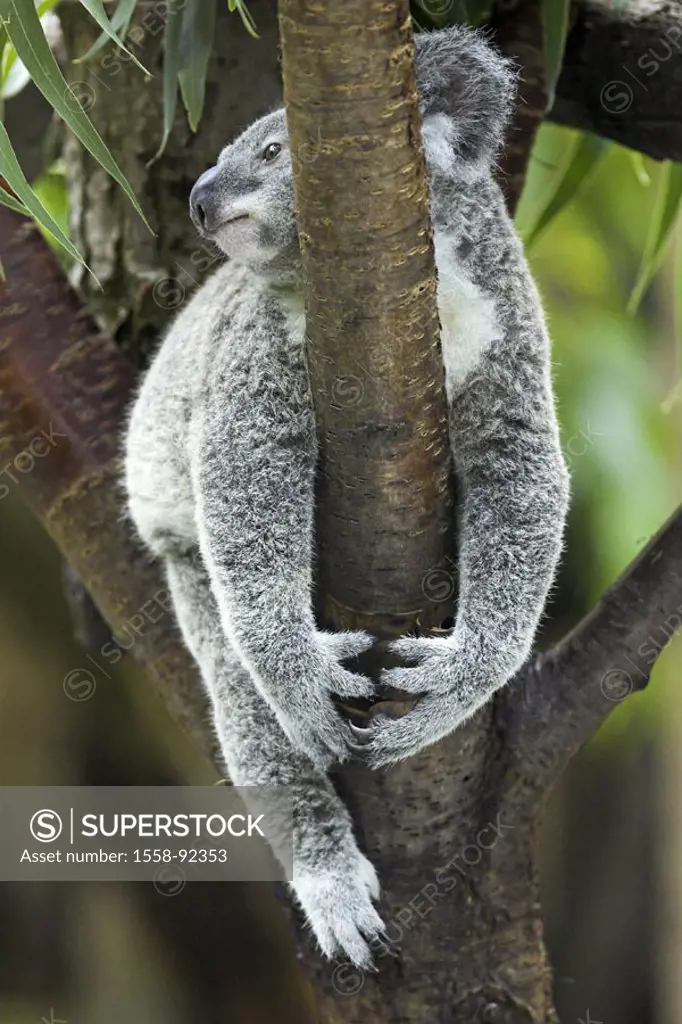 Zoo, tree, koala, Phascolarctos cinereus,  Astgabelung, lie, resting,   Series, , animal, mammal, wild animal, marsupial, Kletterbeutler, koala, koala...