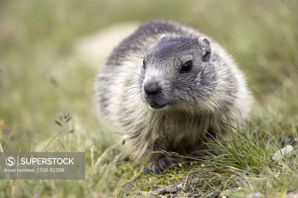 Mountain meadow, alpine marmot, Marmota  marmota,   Series, wildlife, Wildlife, wild animal, animal, mammal, rodent, croissants, marmots, attention, s...